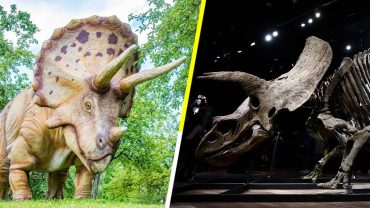 ¡Nos lo ganaron! El mayor esqueleto de triceratops en el mundo fue subastado en París