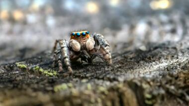 Schwarzweisse Spinne auf braunem Holz