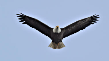 Ein Adler fliegt durch die Lüfte.