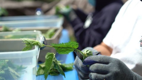 Urban farm being planted in Seattle