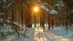 Sun peeking through trees with snow on the leaves and branches and snow on the ground.