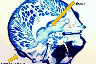 This shows a cross section of a termite brain