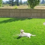 dog sitting on lawn