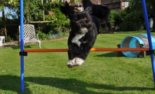 backyard-dog-agility