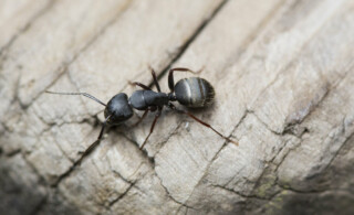 Close-up of black carpenter ant