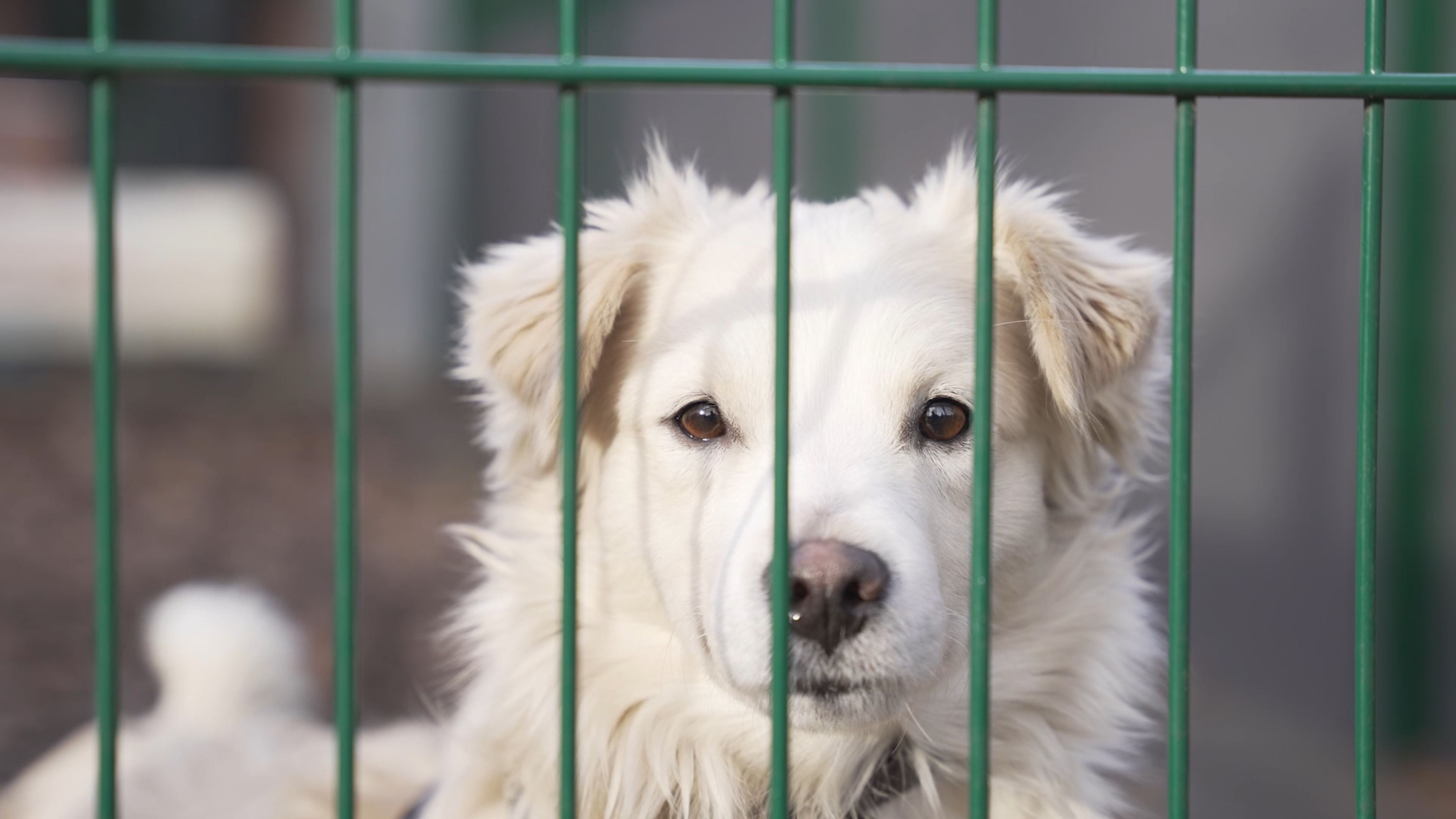 Ein Tag im Hundehaus