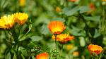 Orange calendula, the birth flower of October.