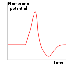 Action potential basic shape.svg