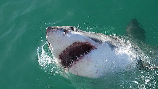 Great white shark   - Sputnik International