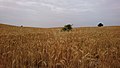 Wheat Farm in Behbahan, Iran