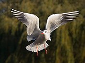 Black-headed Gull - St James 27s Park 2C London - Nov 2006 edit2.jpg