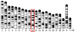 Chromosome 10 (mouse)