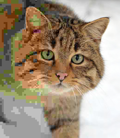 Felis silvestris silvestris small gradual decrease of quality.png