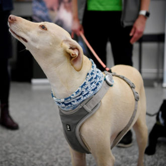 Um cão marrom-claro preso a uma guia mantém a cabeça erguida como se farejasse o ar.