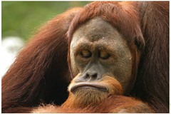 Sad Orangutan