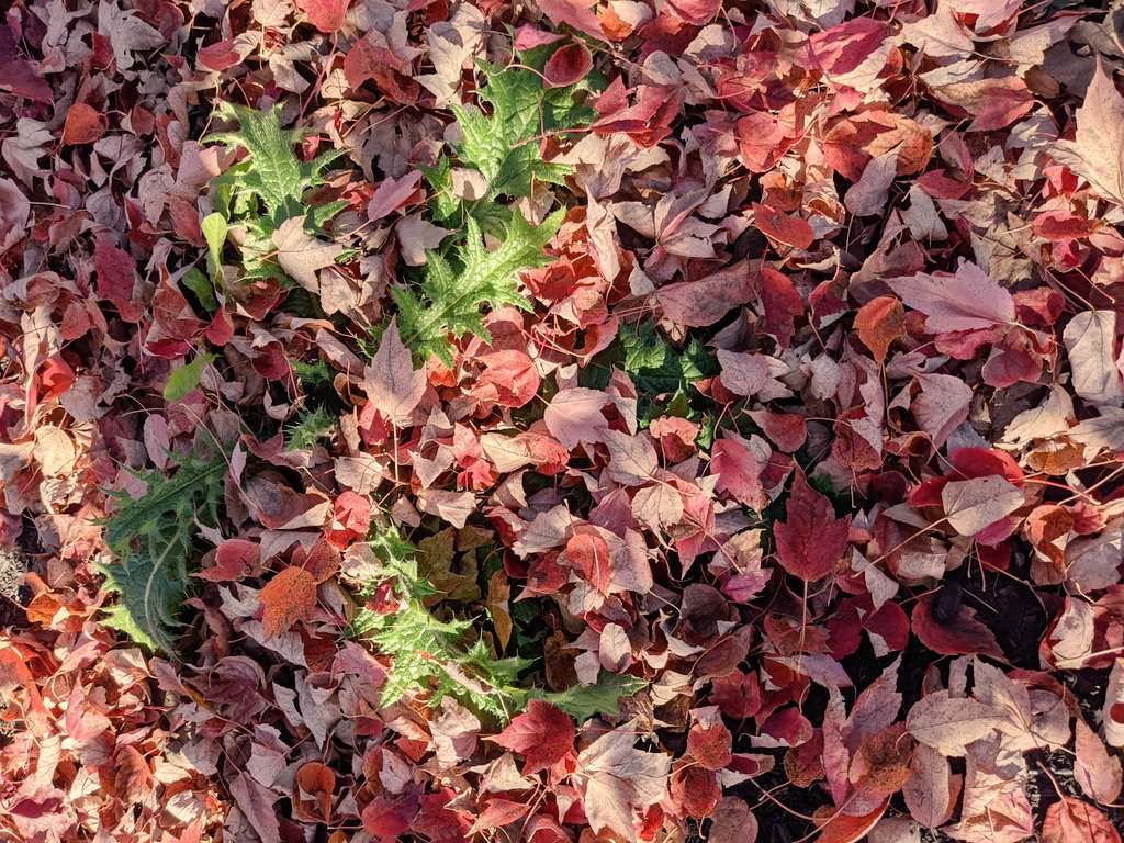 A bunch of leaves on the ground.