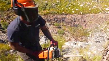 A man cutting down a tree in Cape Town, South Africa