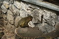 Miopithecus ogouensis in Prague Zoo 02.JPG