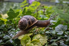 Garden Snail