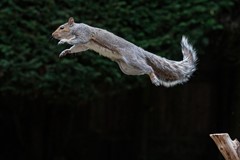 Grey squirrel