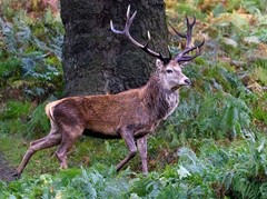 Early morning Stag