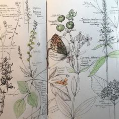 Lara Call Gastinger’s Perpetual Journal — Kristin Link Sketch Journal, Sketchbook Pages, Sketchbook Drawings, Nature Sketch, Nature Drawing, Garden Journal, Nature Journal, Botanical Drawings, Botanical Art