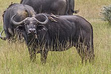 Buffalo and Oxpeckers (7234007684).jpg