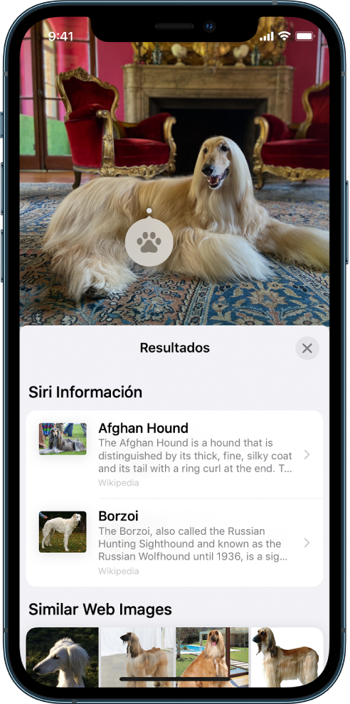 Una foto abierta en la parte superior de la pantalla. En la foto se muestra un perro, y sobre este está el ícono de consulta visual. La mitad inferior de la pantalla muestra una sección con la información de Siri, que contiene datos adicionales sobre la raza de perro, así como una sección de imágenes web similares, que muestra otras imágenes de la raza.