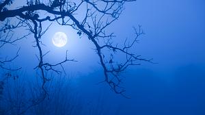 Full Moon peeking through branches. Blue and foggy background.