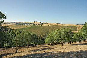 Viking Estate Vineyard