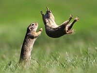 Slideshow: The hilarious winners of the 2021 Comedy Wildlife Photography Awards