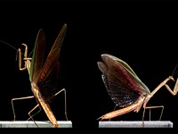 Video: These mesmerizing insect flight sequences were shot at 6,000 frames per second