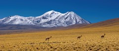 Atacama desert