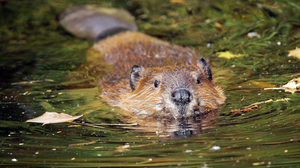 A swimming beaver.