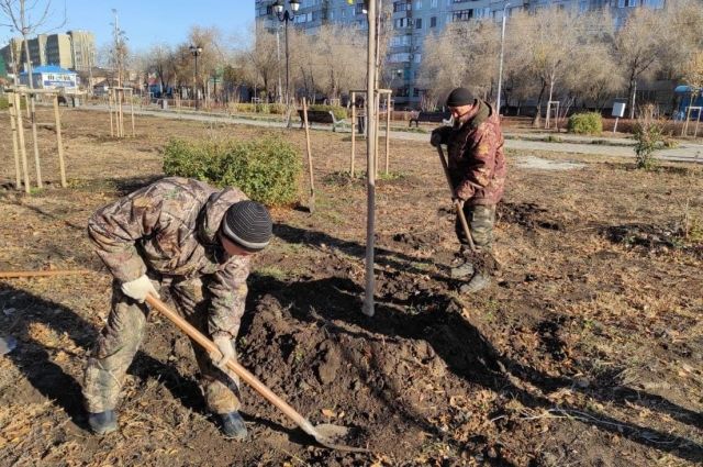 В Оренбурге ведется плановая замена неприжившихся зелёных насаждений.