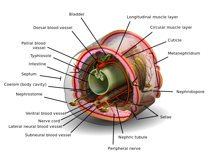 A segment of an earthworm posterior to the clitellum including all of the segmental structures