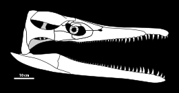 Diagram of the skull in side view