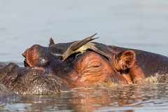 Hippo and oxpecker