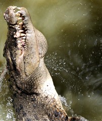 salt water crocodile