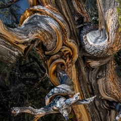 Twisted Bristlecone Pine