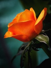 Orange Rose