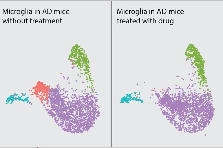 This shows single cell RNA sequencing of the microglia response in a mouse model of Alzheimer's