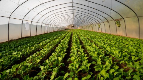 Vegetables growing in a green house.