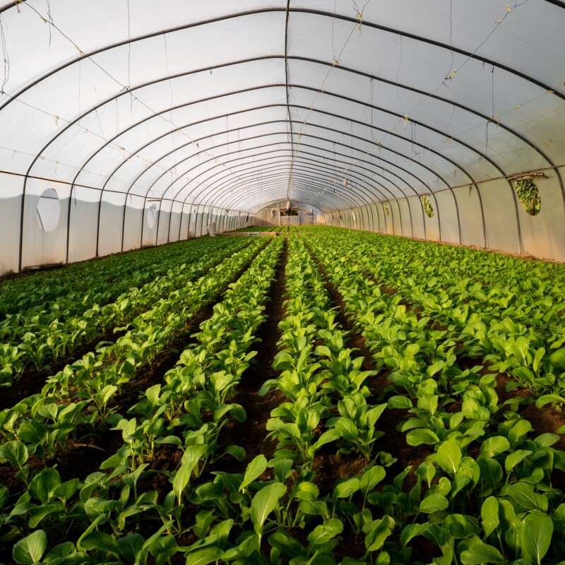 Vegetables growing in a green house.