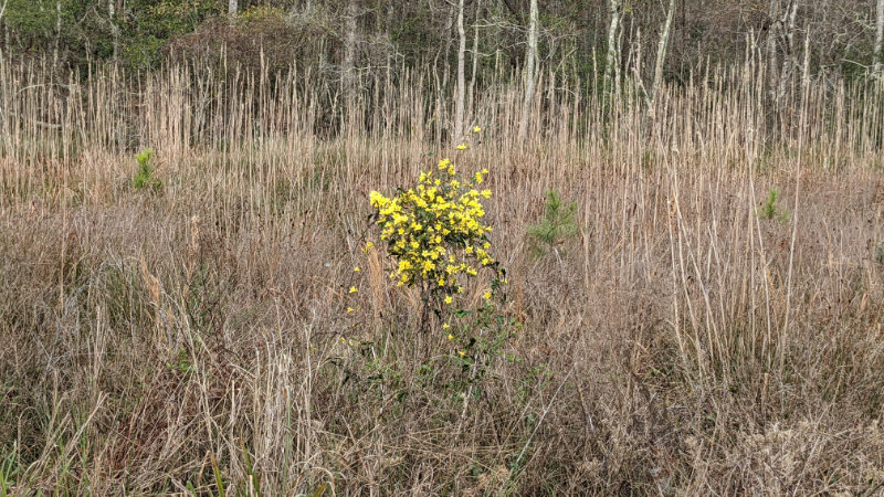 Jessamine vine