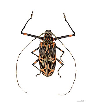 Harlequin beetle