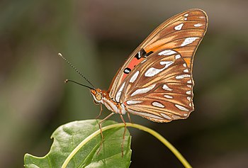 Gulf fritillary