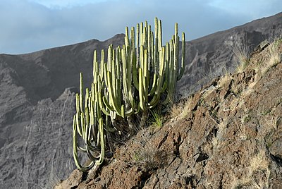 Canary Island spurge