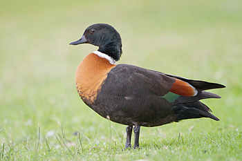 Australian shelduck