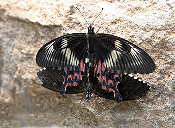 Papilio polytes